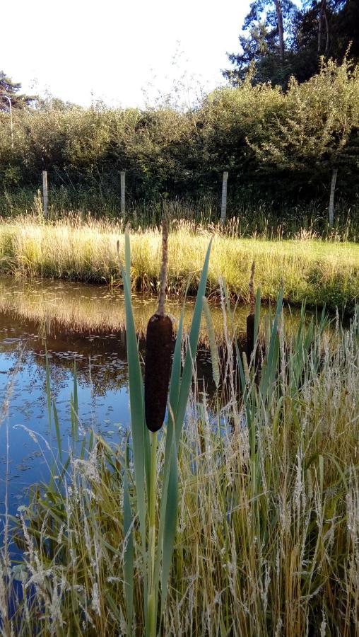 Luxe Woodlodge In Een Prachtige En Bosrijke Omgeving Bornerbroek Buitenkant foto